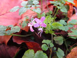 Plancia ëd Cardamine chelidonia L.