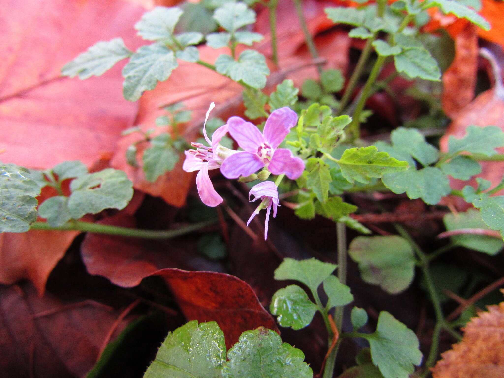 Plancia ëd Cardamine chelidonia L.