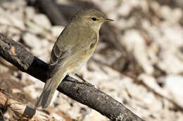 Image of Willow Warbler