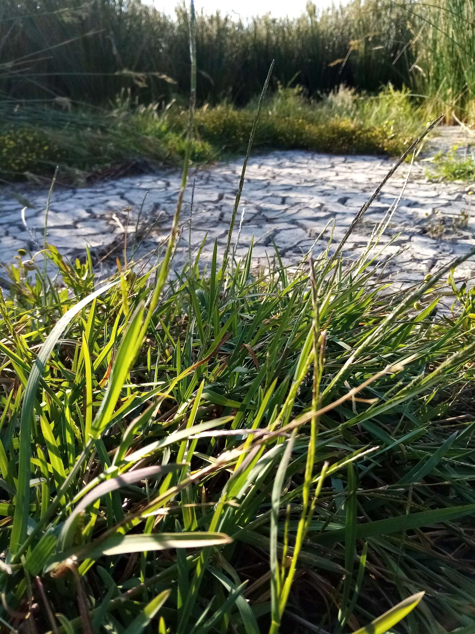 Image of Waxy Manna Grass