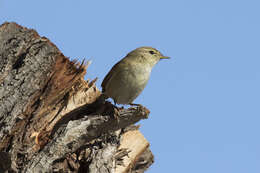 Image of Willow Warbler