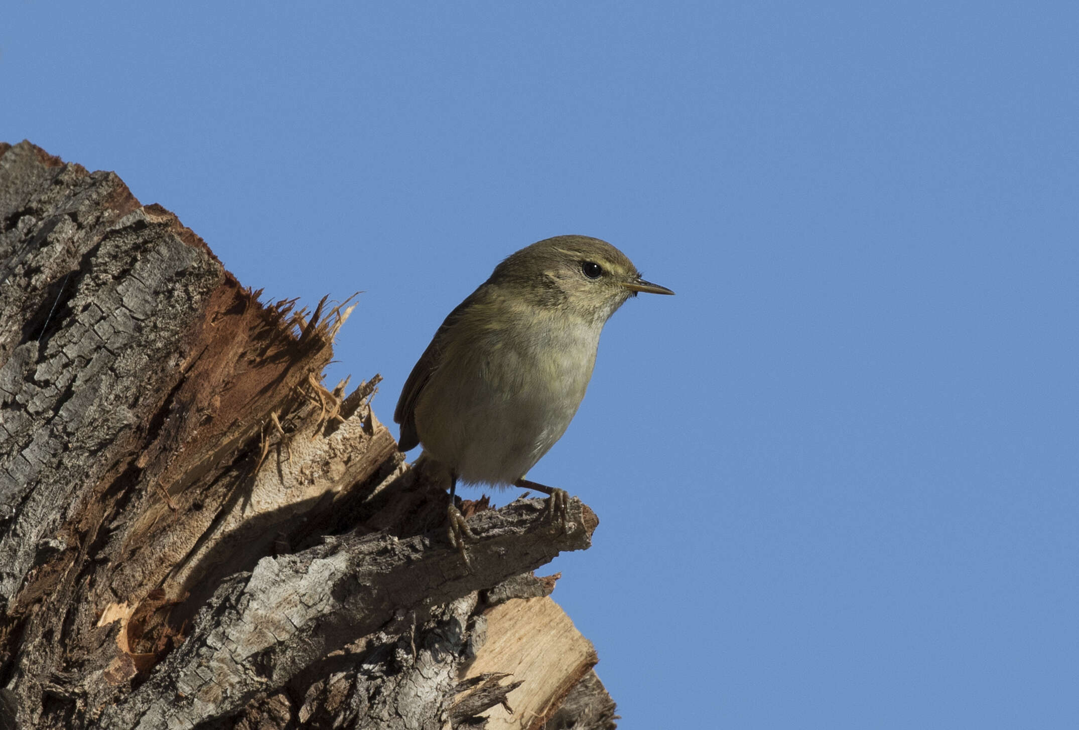 Image of Willow Warbler