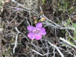 Image of coastal plain false foxglove