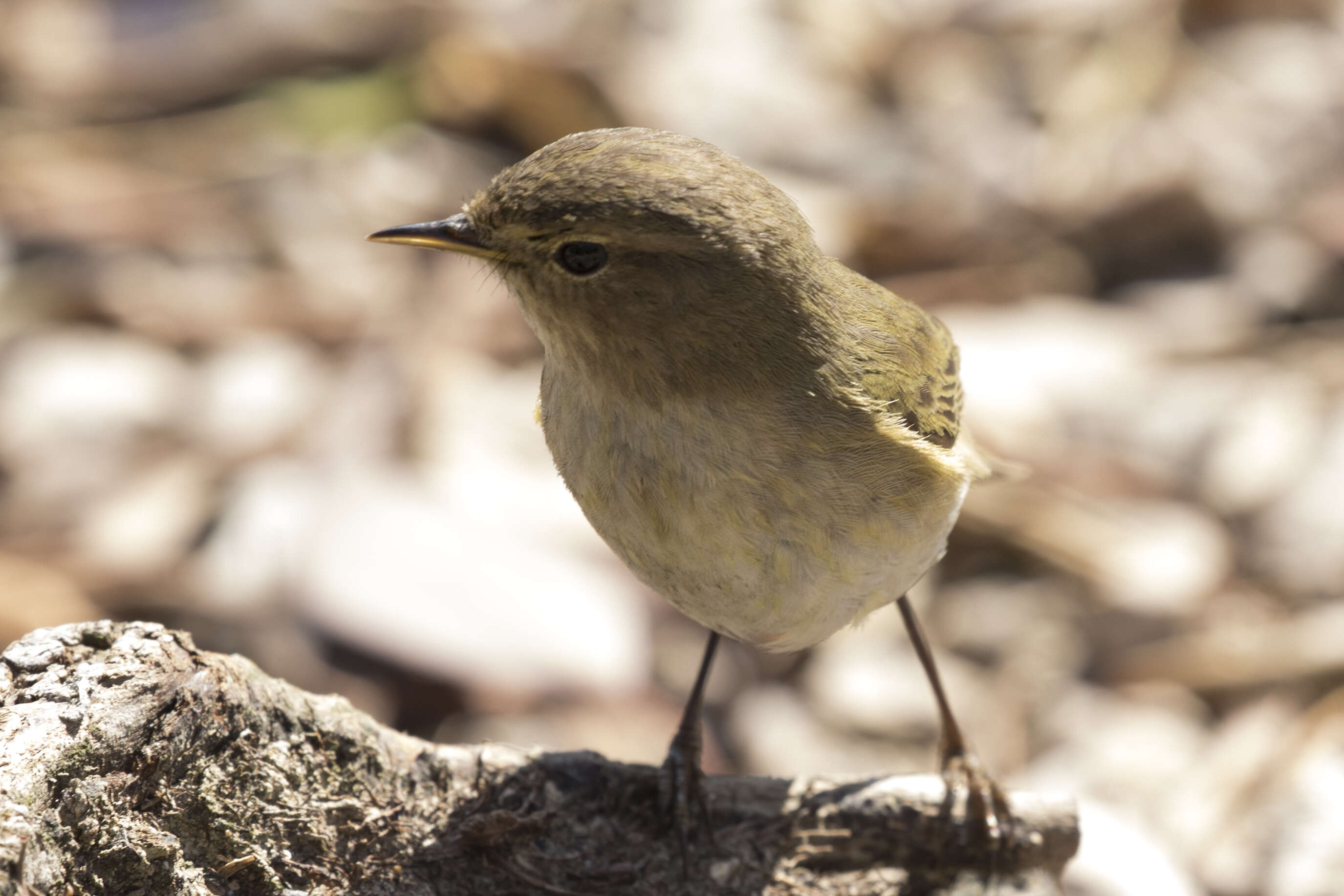 Image of Willow Warbler