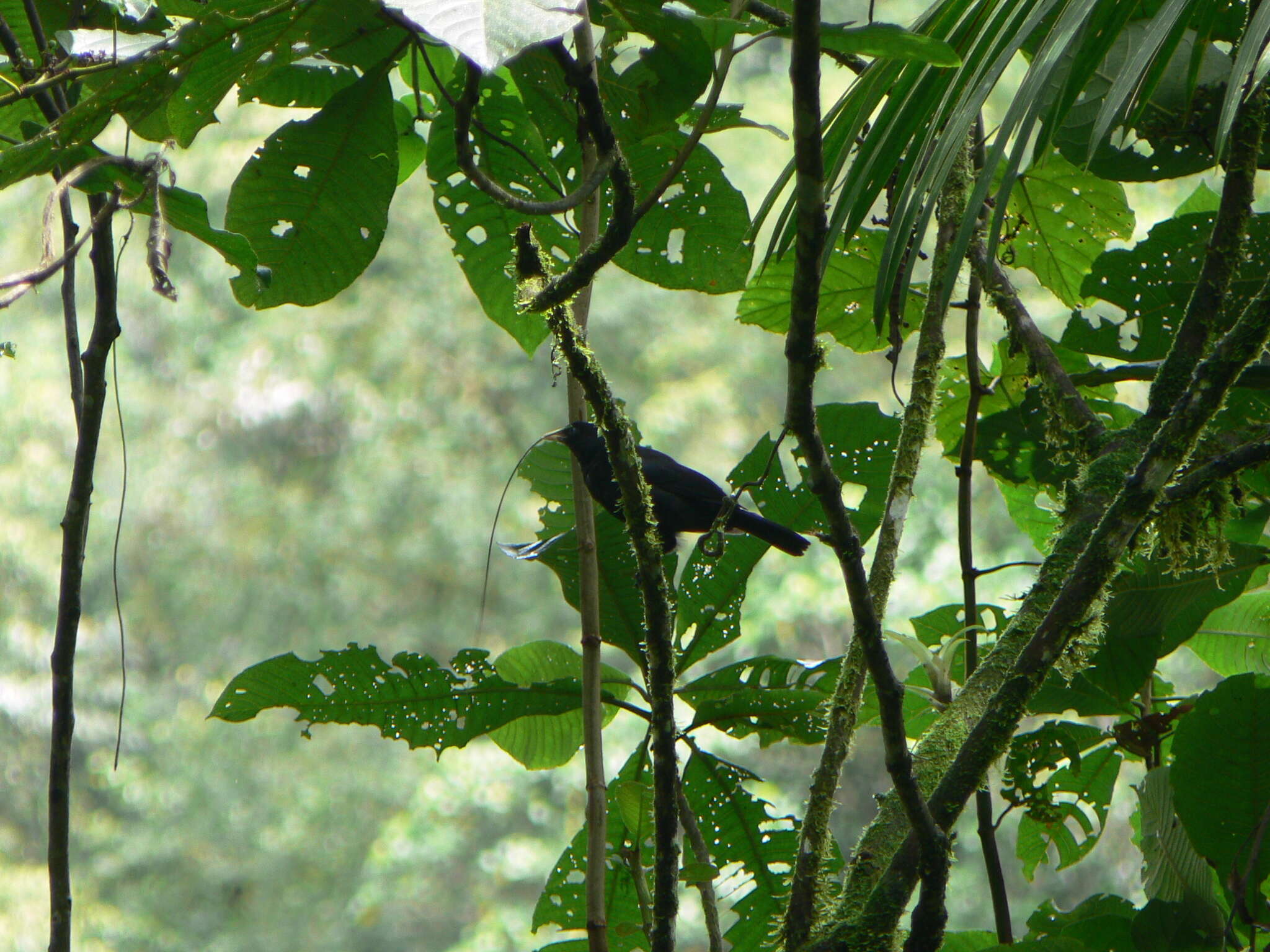 Image of Scarlet-rumped Cacique