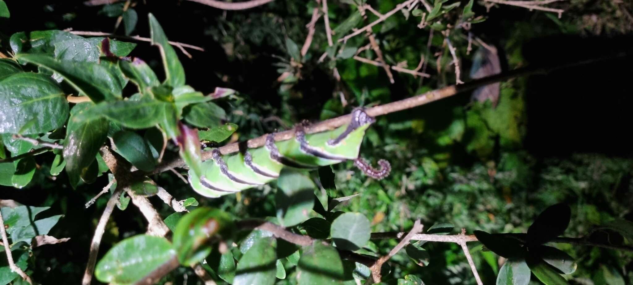 Image of Sphinx leucophaeata Clemens 1859