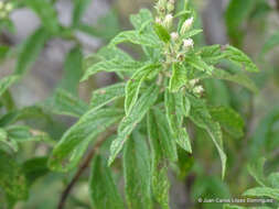 Image of Ageratina brevipes (DC.) R. King & H. Rob.