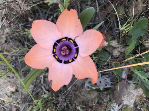 Imagem de Sparaxis elegans (Sweet) Goldblatt