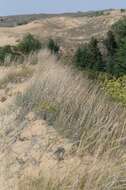 Image of sand bluestem