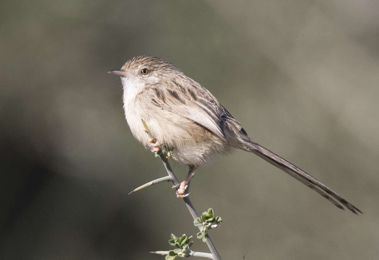 Image of Graceful Prinia