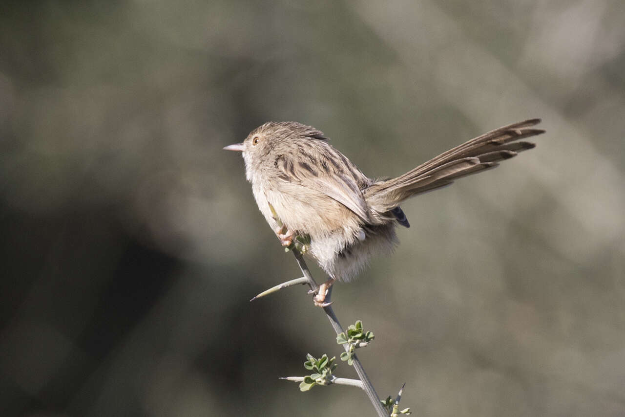 Слика од Prinia gracilis (Lichtenstein & Mhk 1823)