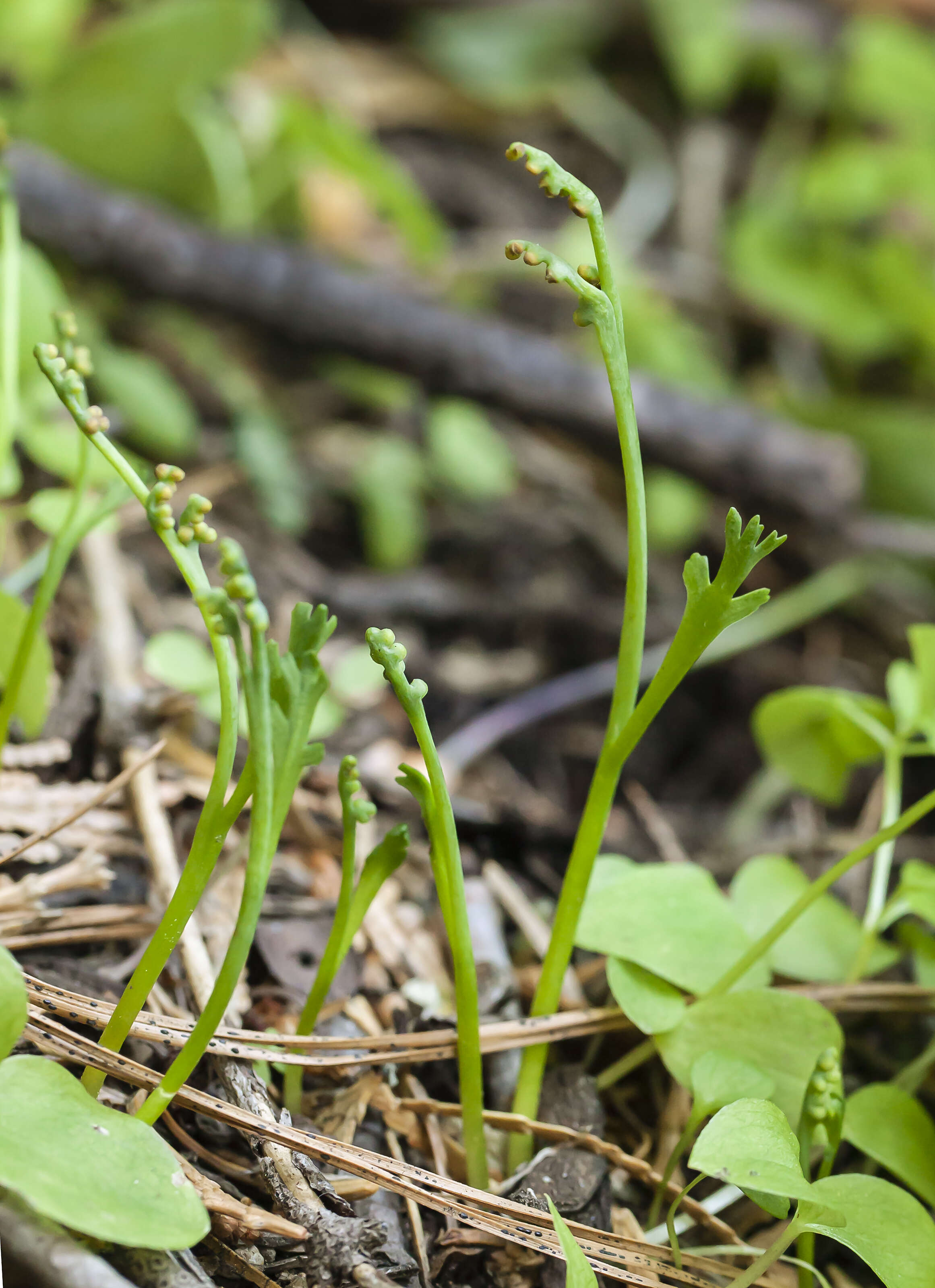 Image of mountain moonwort