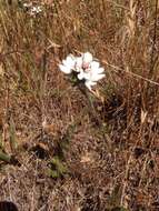 Image of sticky western rosinweed