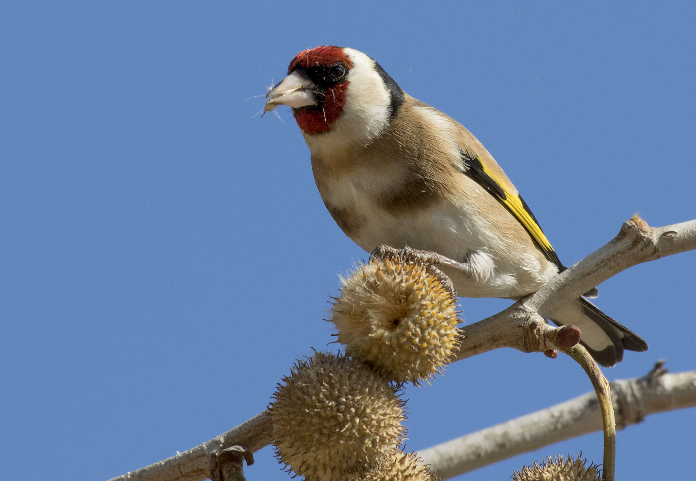 Image of European Goldfinch