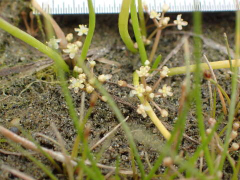 Image of western grasswort