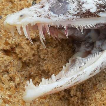 Image of Mottled Conger Moray