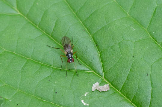 Image of Tanypeza longimana Fallen 1820