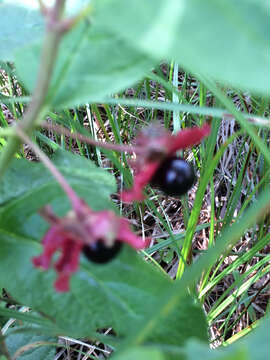 Image of twinberry honeysuckle