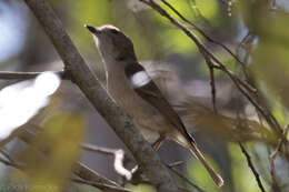 صورة Pachycephala pectoralis pectoralis (Latham 1801)