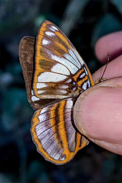 Image of <i>Adelpha epione</i>