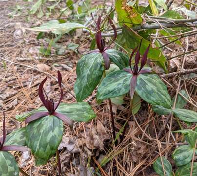 صورة Trillium ludovicianum Harb.