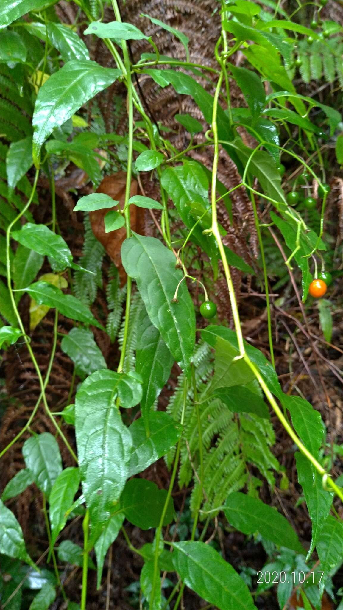 صورة Solanum pittosporifolium Hemsl.