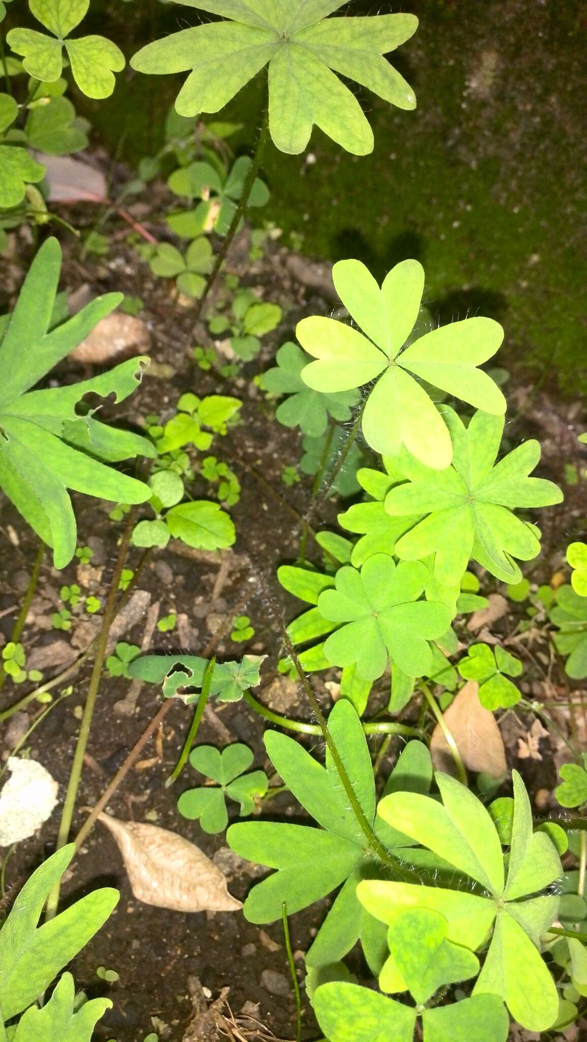 Plancia ëd Oxalis decaphylla Kunth