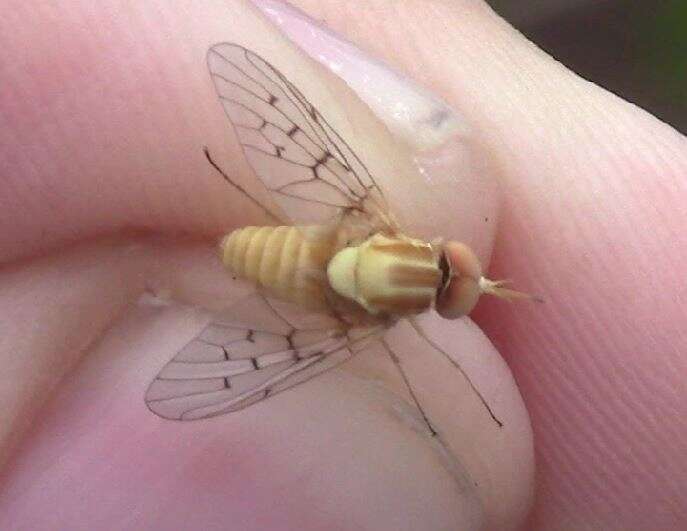 Poecilognathus sulphureus resmi