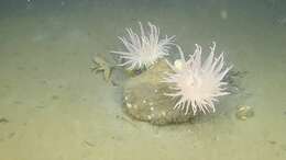 Image of rough-skinned sea anemone