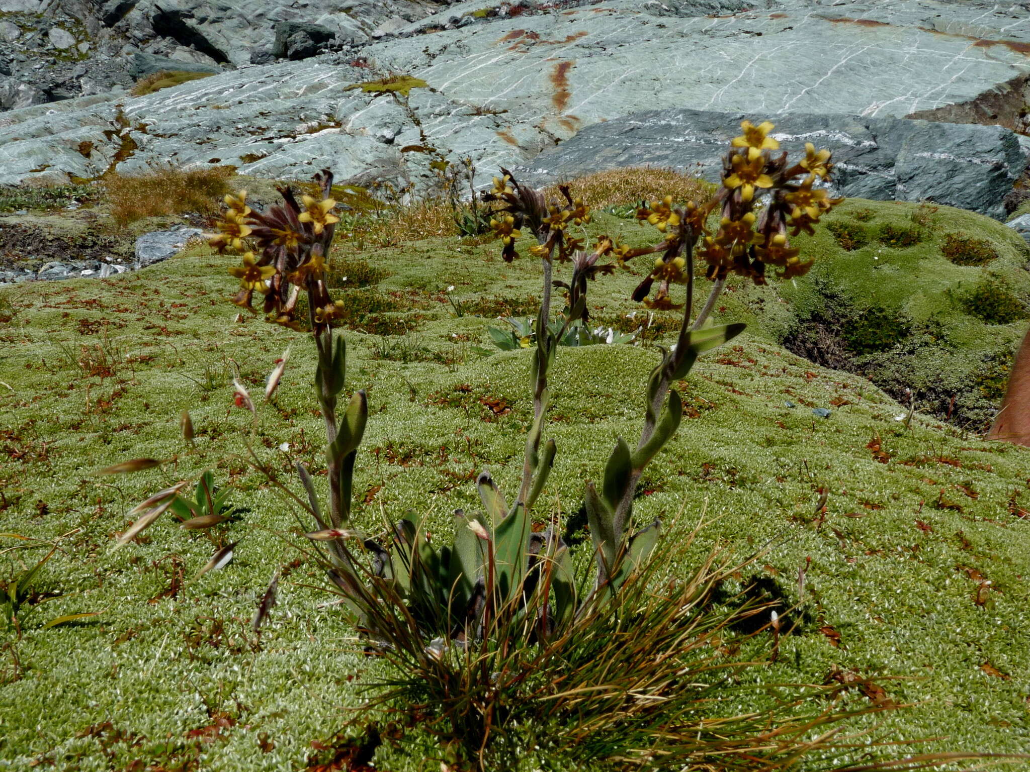 Image of Myosotis macrantha (Hook. fil.) Benth. & Hook. fil.