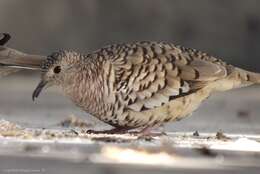 Image of Scaled Dove