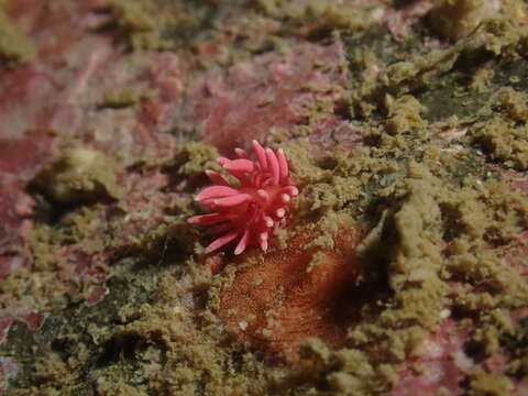 Image of Okenia hiroi (Baba 1938)