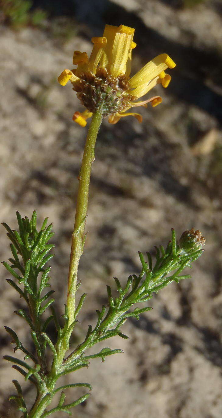 Image of Ursinia trifida (Thunb.) N. E. Br.