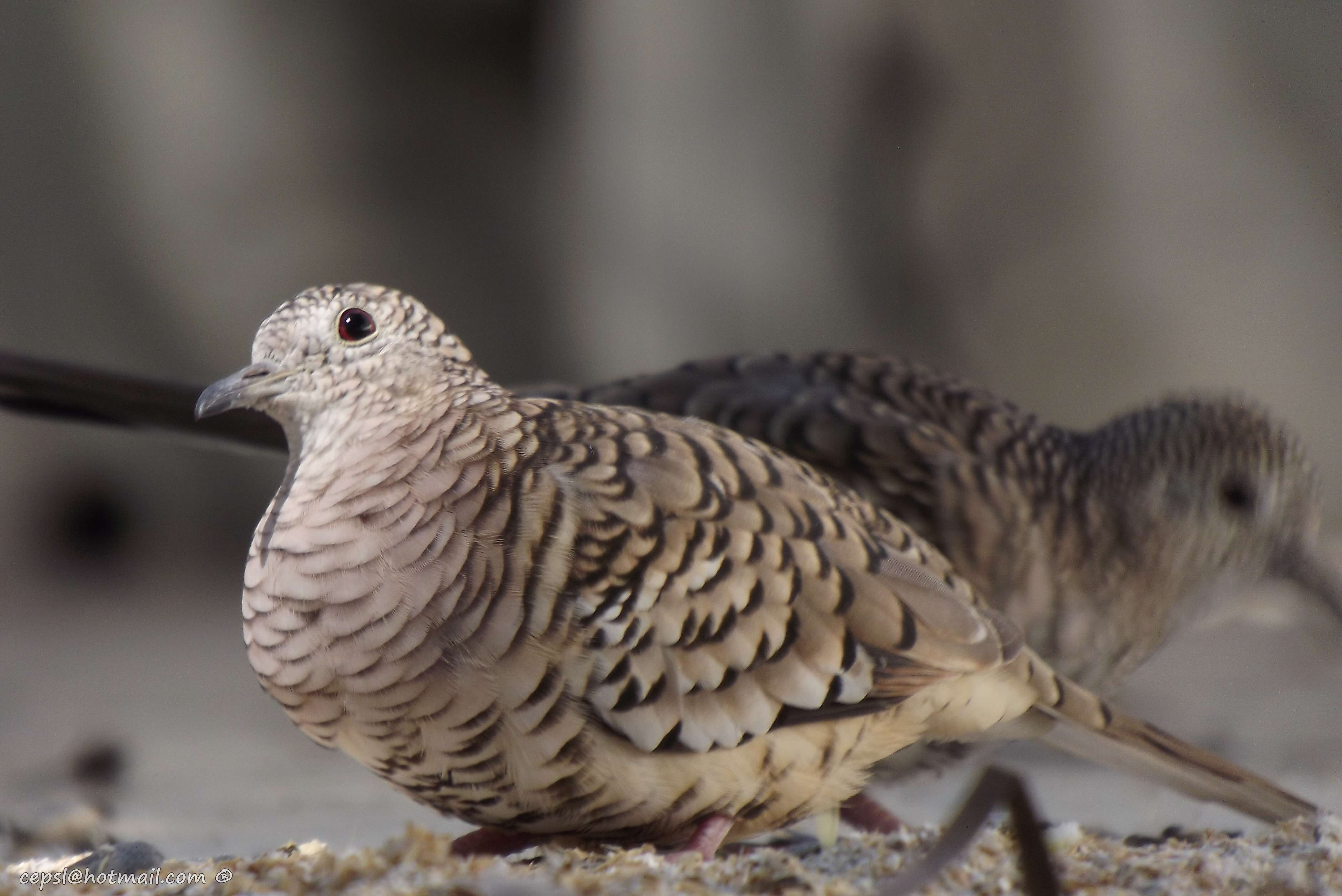 Image of Scaled Dove