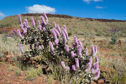 Image of Ptilotus rotundifolius (F. Müll.) F. Müll.