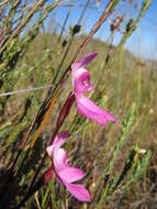 Image of Disa venosa Sw.