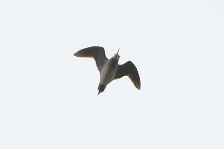 Image of Pin-tailed Snipe