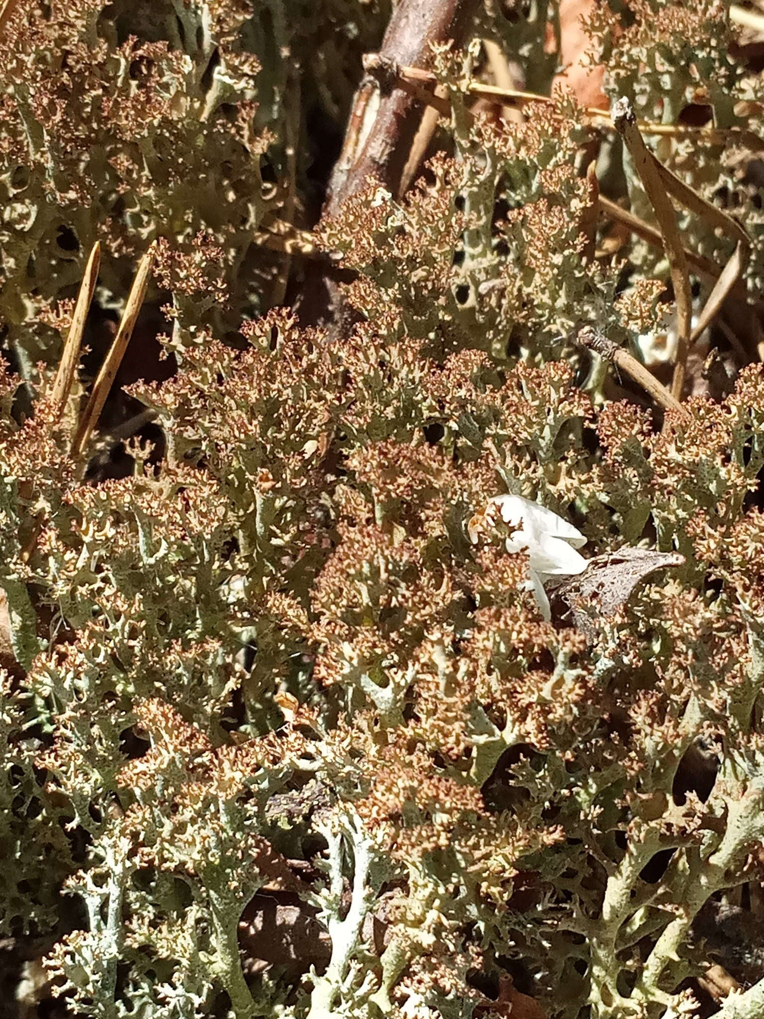 Image of cup lichen