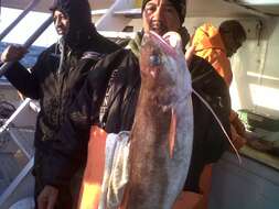 Image of White hake