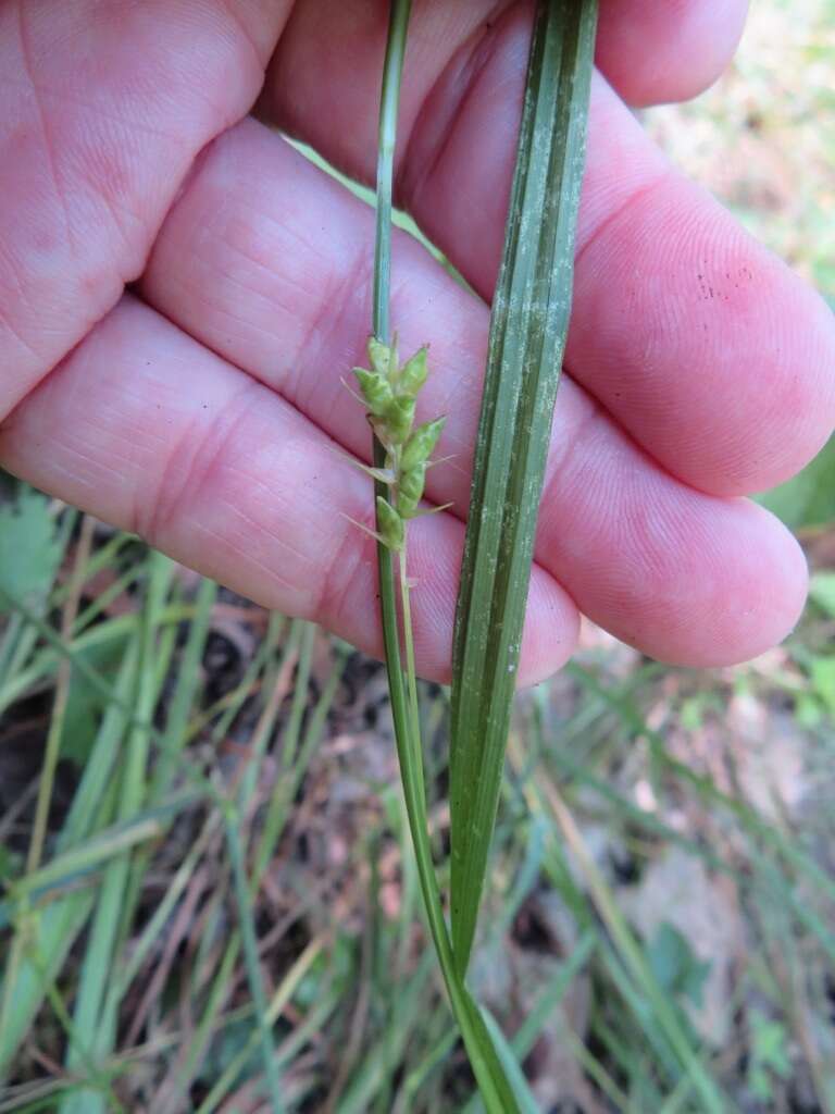 Imagem de Carex amphibola Steud.