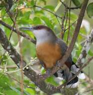 Image of Jamaican Lizard Cuckoo