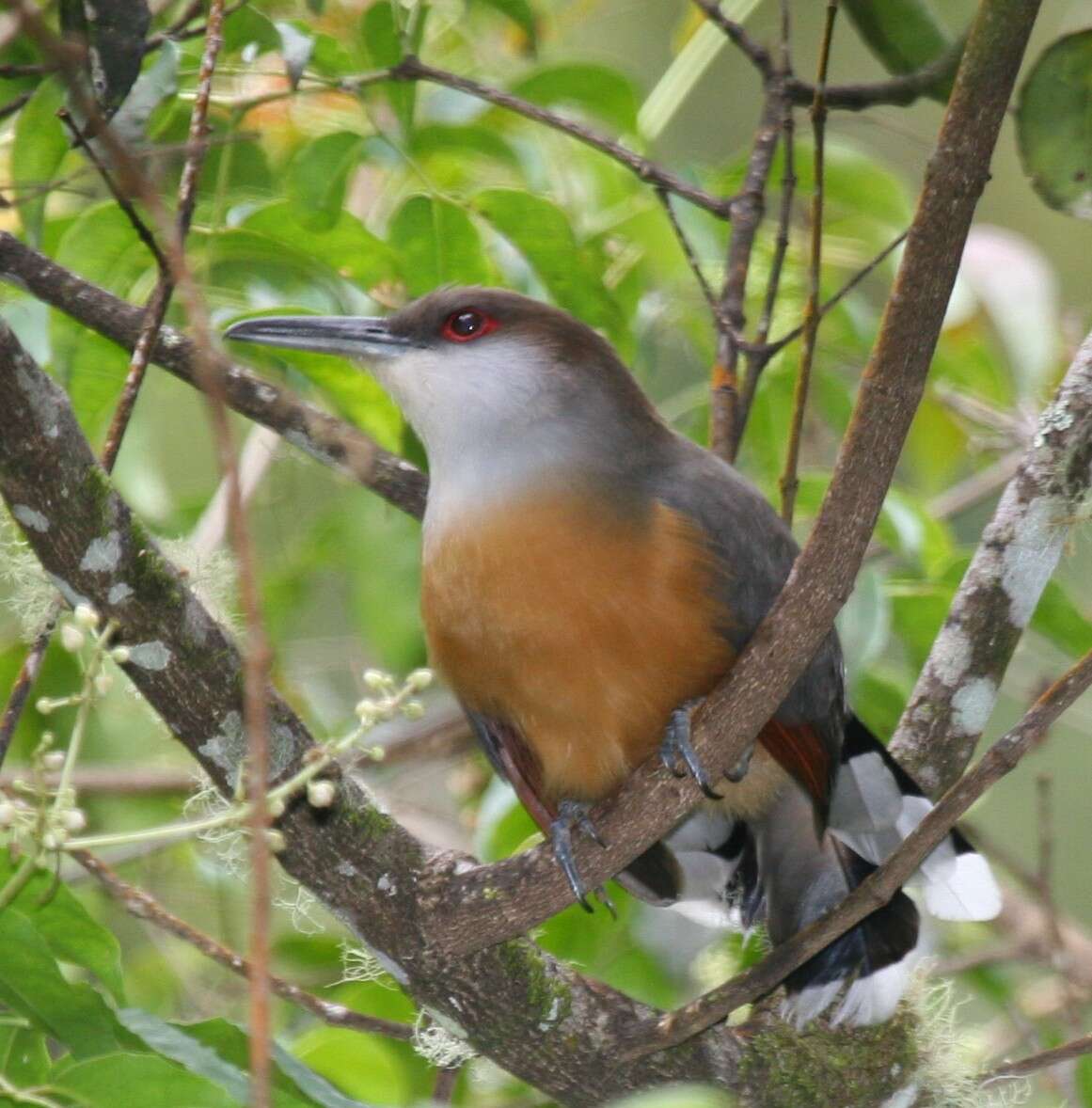 Image of Jamaican Lizard Cuckoo