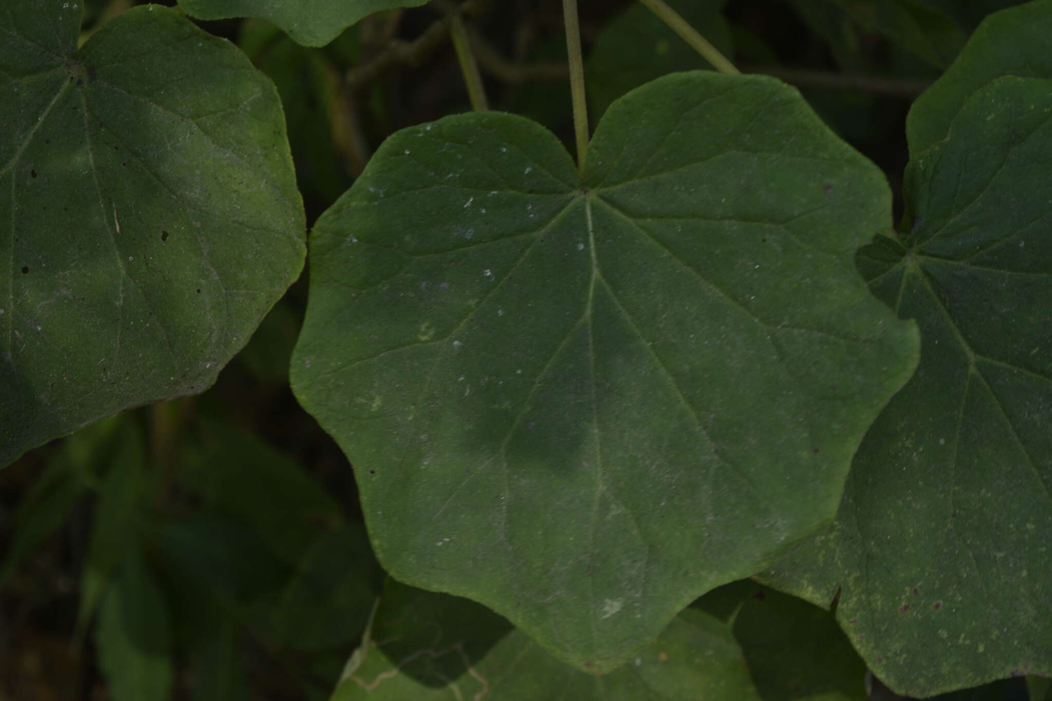 Sivun Roldana petasioides (Greenm.) H. Rob. kuva