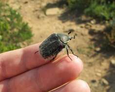 Image of <i>Odontorrhina <i>pubescens</i></i> pubescens