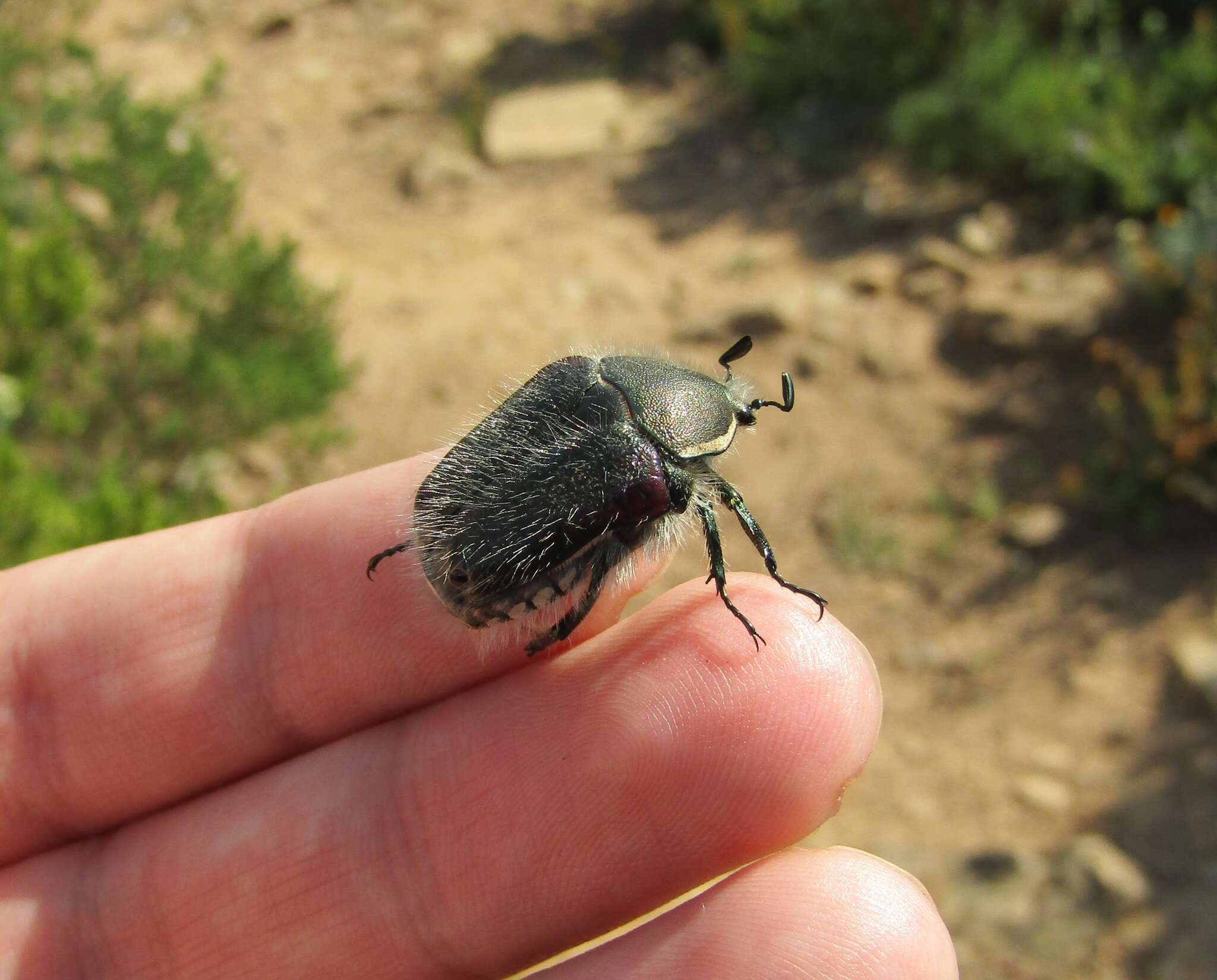 Imagem de <i>Odontorrhina <i>pubescens</i></i> pubescens