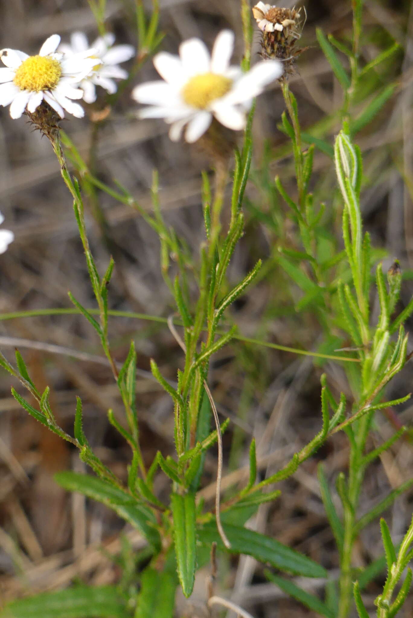 Image of Athrixia heterophylla subsp. heterophylla