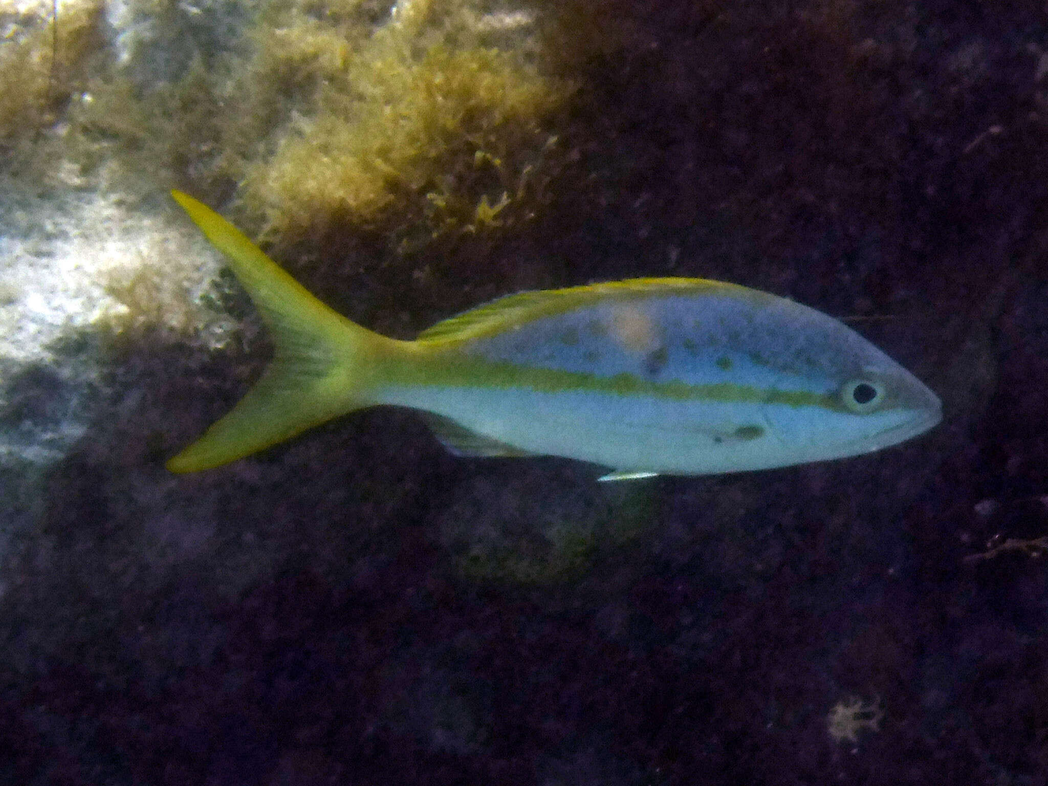 Image of Ocyurus