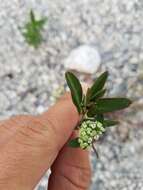 Euphorbia lasiocarpa Klotzsch的圖片