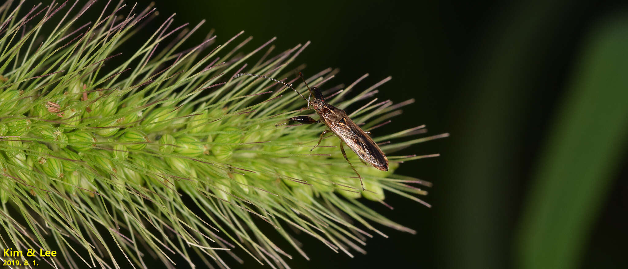 Image of Pachygrontha antennata (Uhler & P. R. 1860)