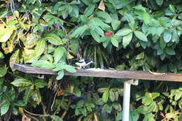 Image of Silver-backed Butcherbird